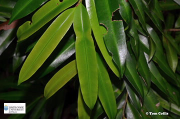 Image of Podocarpus leaves