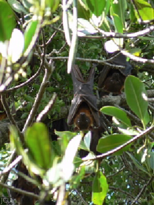 Pteropus scapulatus