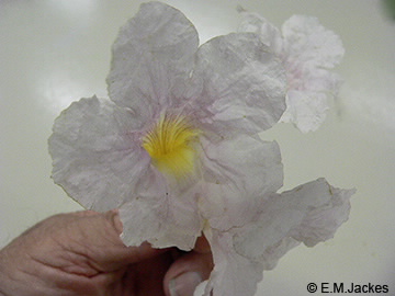 Image of flower of Tabebuia pallida