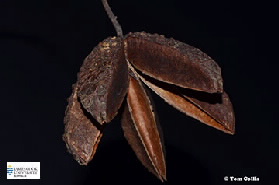 Image of Flindersia ifflaiana seed pod
