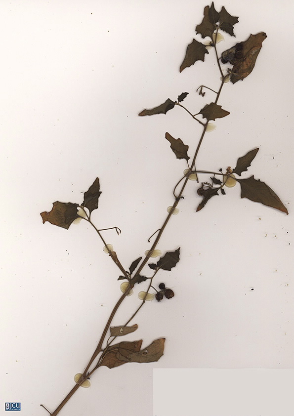 Scan of Solanum nigrum