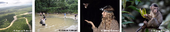 Images from Sabah field studies