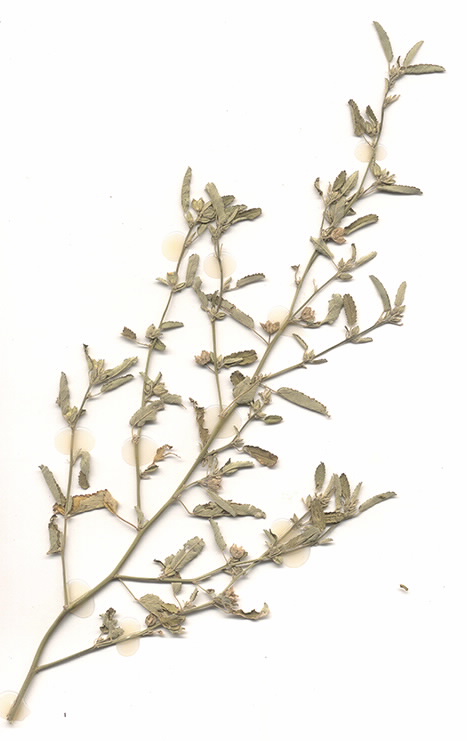 Scan of Sida spinosa