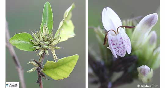 Two images of Graptophyllum spinigerum