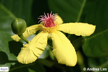 Image of Dillenia alata flower