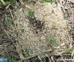 Image of nest with grass seed remains