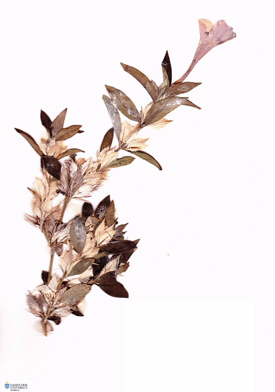 scan of Barleria cristata