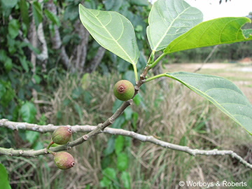 Image of Ficus frazeri