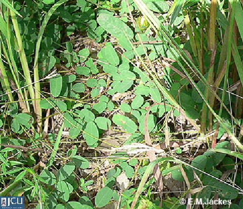 Image of Galactia tenuifolia