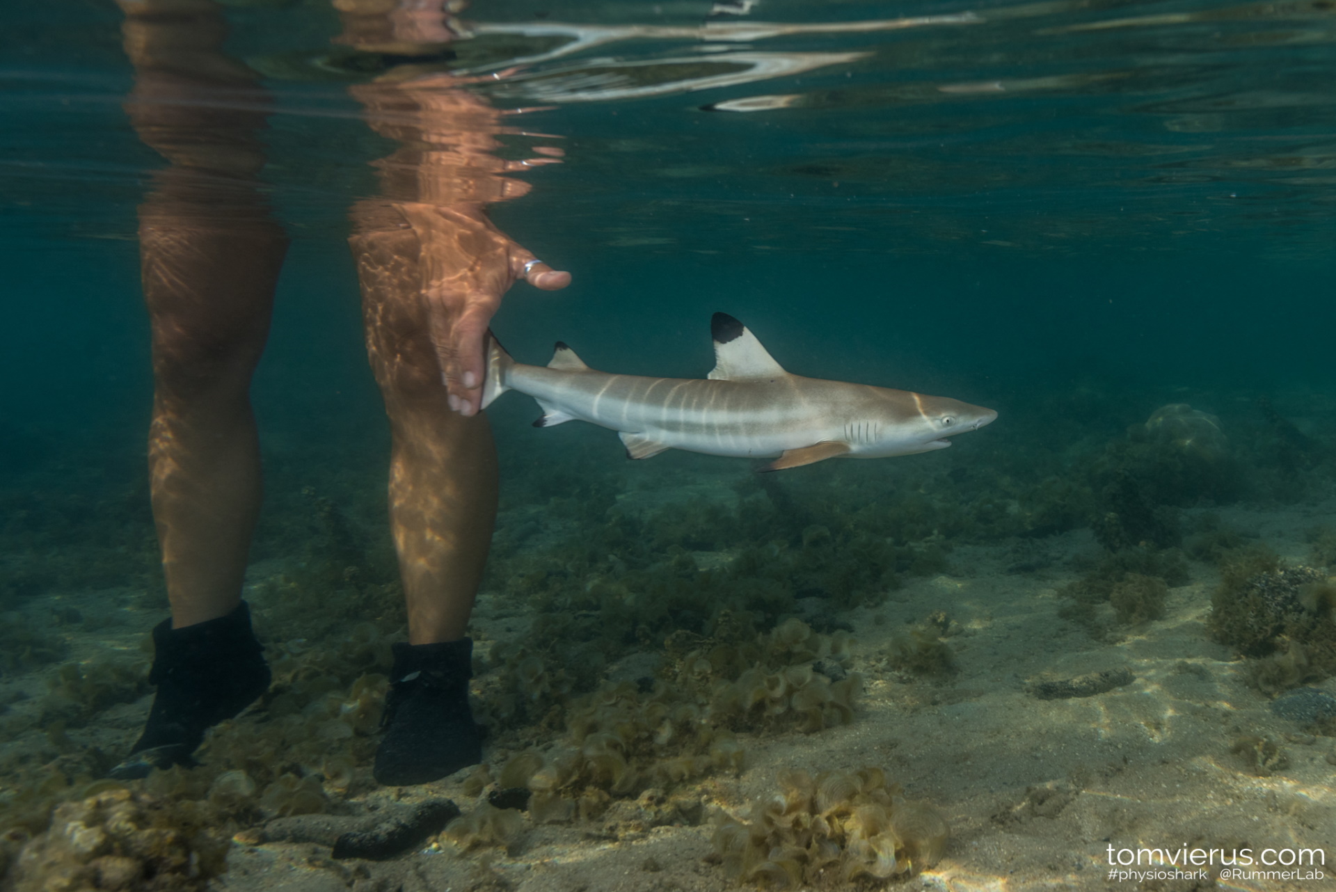 baby black tip reef shark