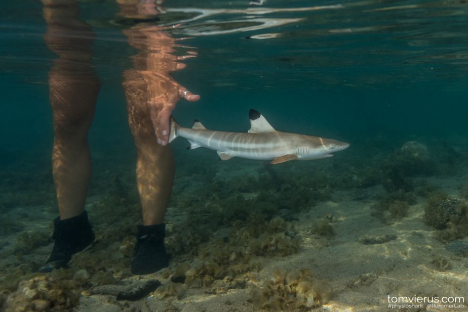 Life In The Shallows Becomes A Trap For Baby Sharks Jcu Australia