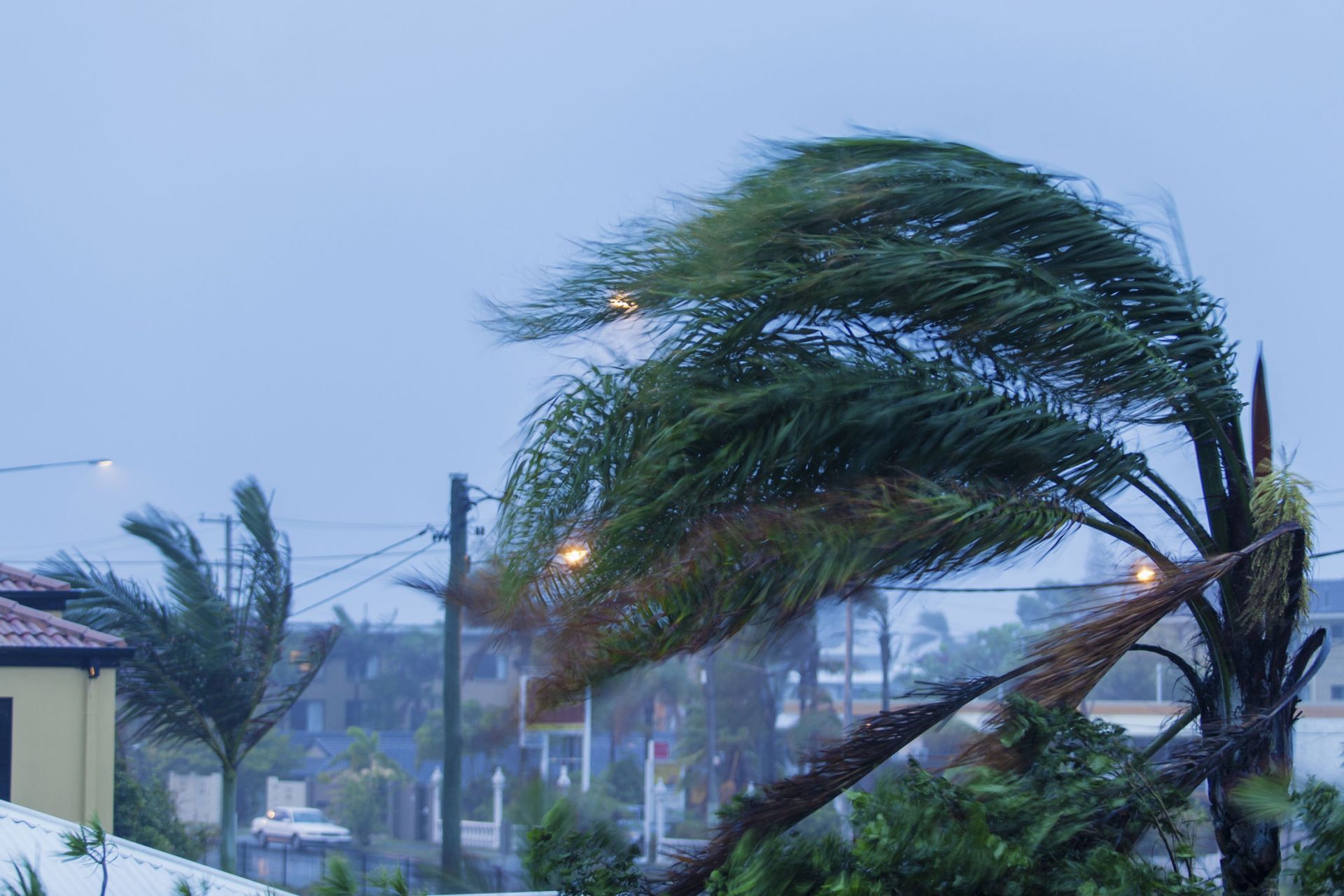 palm tree in severe winds, dark sky