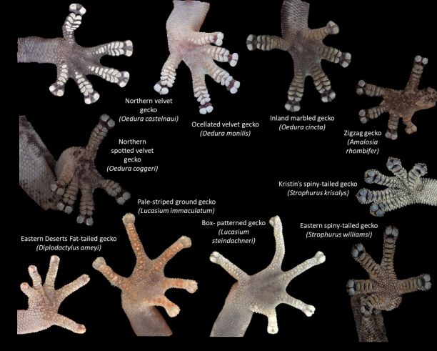 A collage of gecko toe pads. 