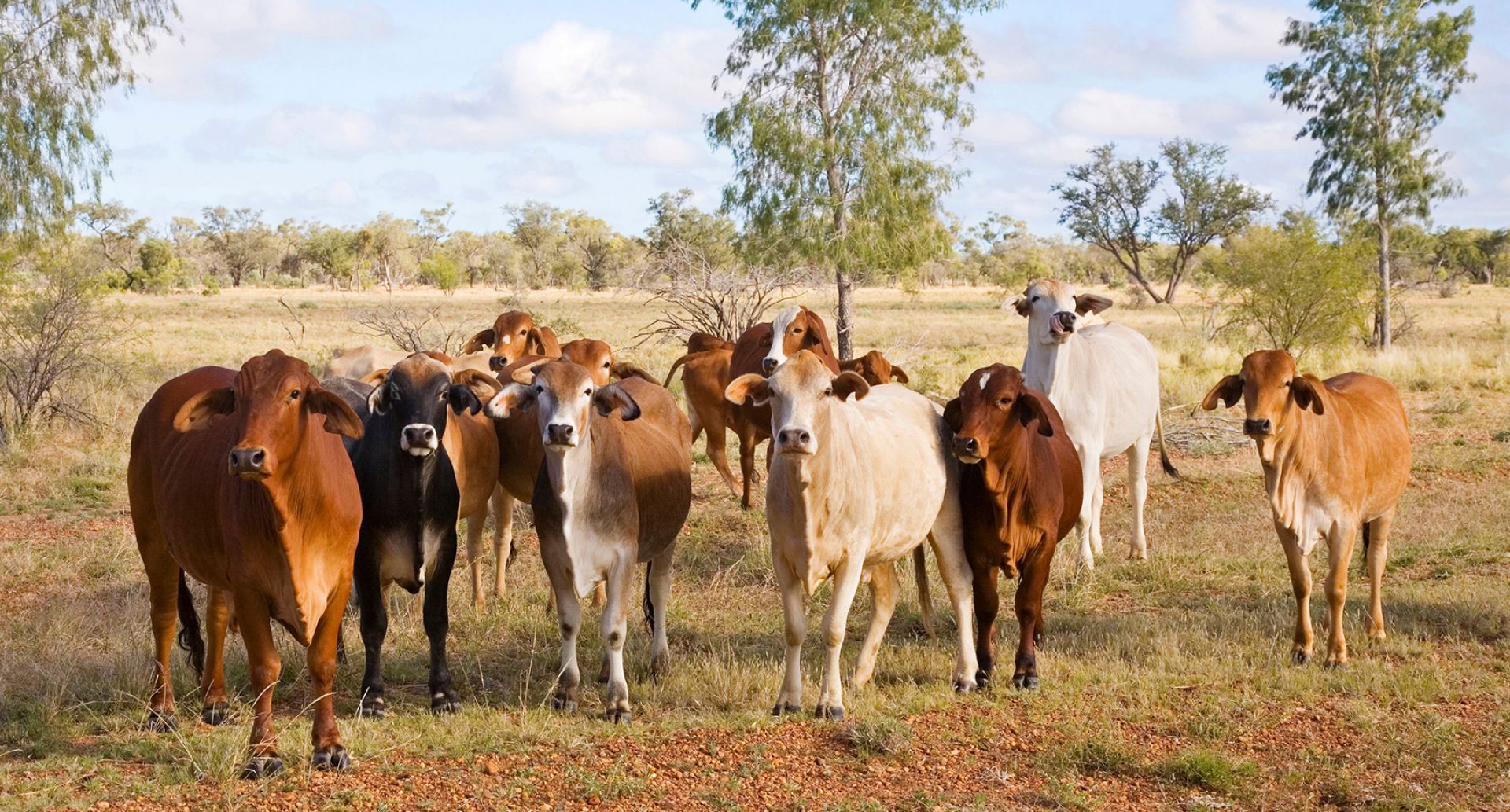 Cattle in the dry tropics