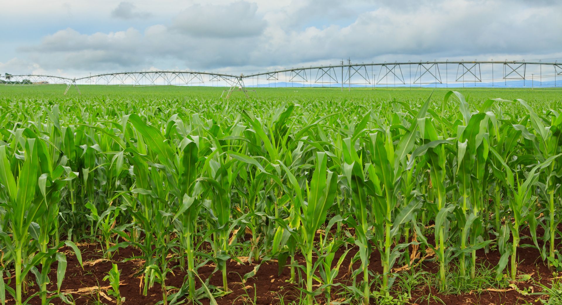 image of irrigation of crops