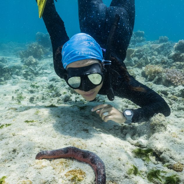 One of the scientists diving on the Great Barrier Reef, using a tool to measure a sea cucumber on the floor of the Reef. 