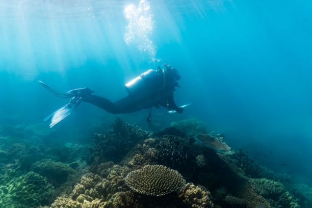 A person scuba diving across a coral reef while holding a clip board. 