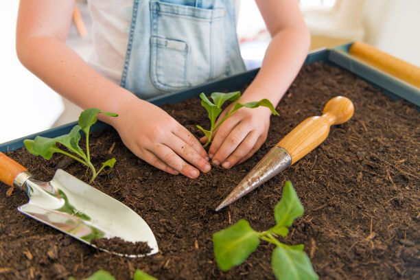 A close up of a child hands planting herbs in dirt.