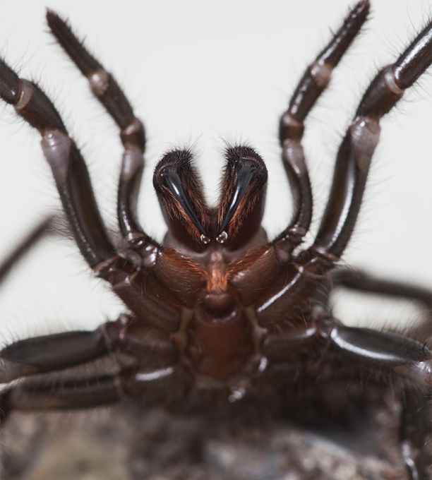 Close up of a Sydney funnel-web spider with its front legs reared up and venom on it's fangs