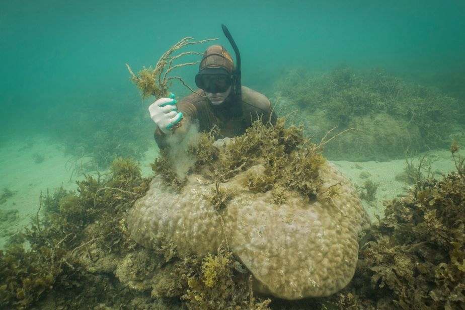 Dr Adam Smith removes macroalgae from corals off the coast of Magnetic Island. PICTURE: Roxana Caha