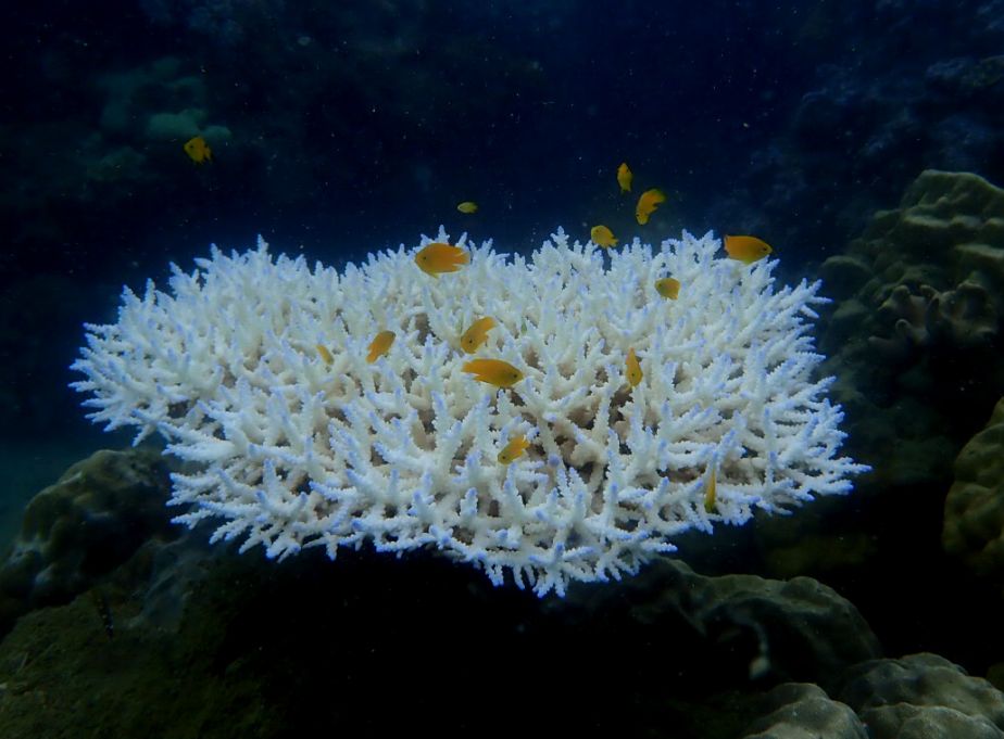 Bleached Acropora coral with lemon damsel fish.jpg