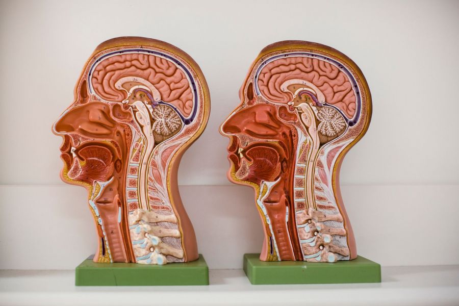 Human head models Human head models