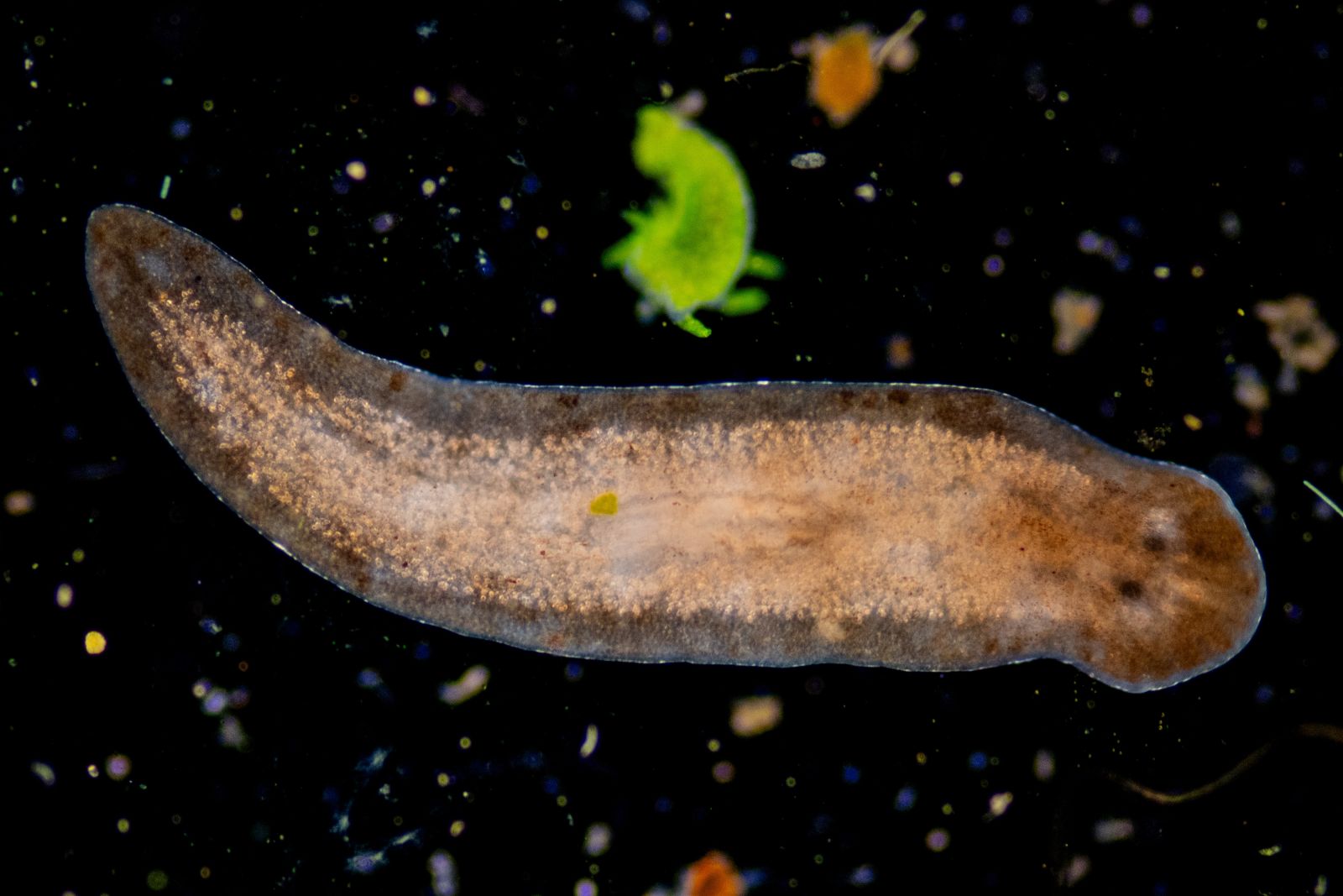 Flatworm