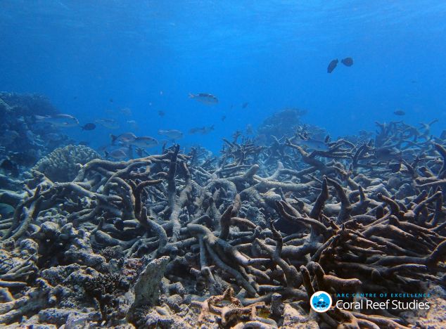 Dead corals, Yonge reef, Lizard Island region