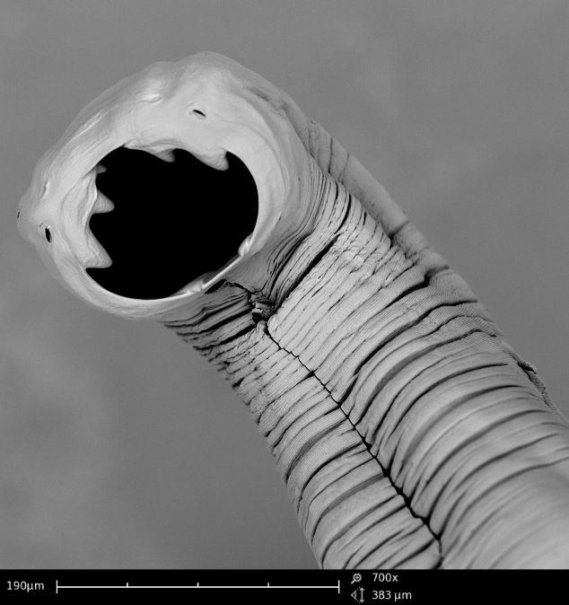 A highly magnified hookworm