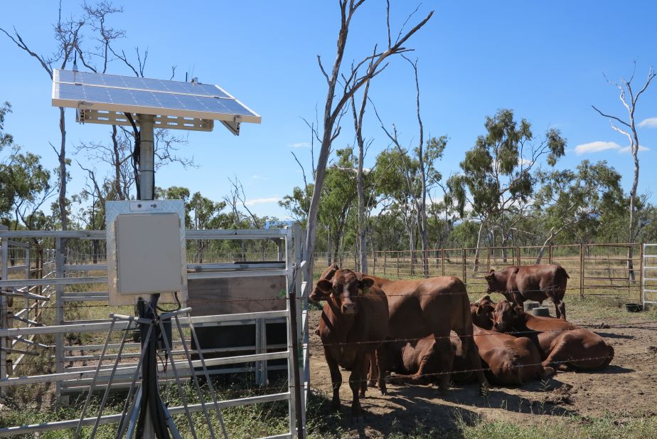 Digital weigh-station for cattle
