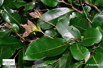 Leaves of Polyalthia