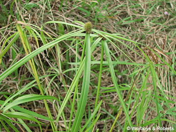 Image of Cyperus aromaticus