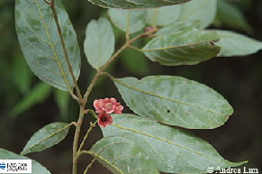 Image of Endriandra hypotephra