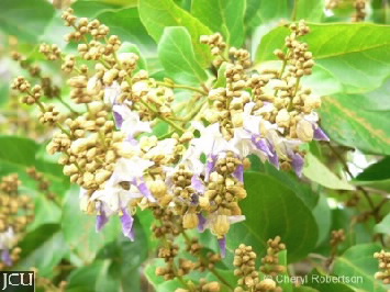 Image of Gmelina flowers