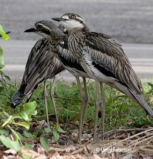 Curlew family