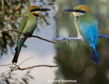 rainbow bee-eaters