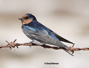 Welcome Swallow on Barbed Wire Fence