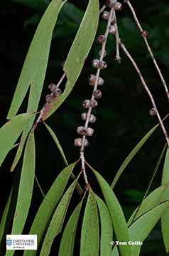 Image of Melaleuca leucadendra