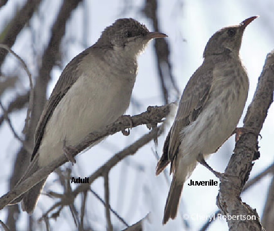 brown-backed honeyeaters Juvenile and adult