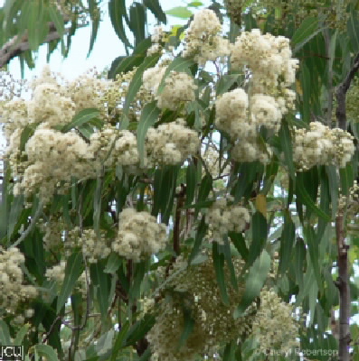 Corymbia clarksoniana 