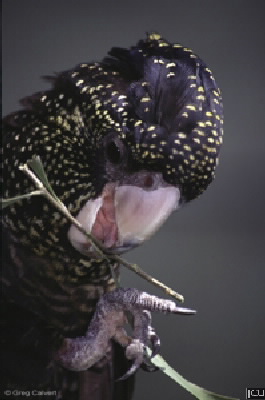 Calyptorhynchus banksii