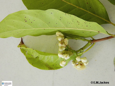 Image of Syzygium bamagense