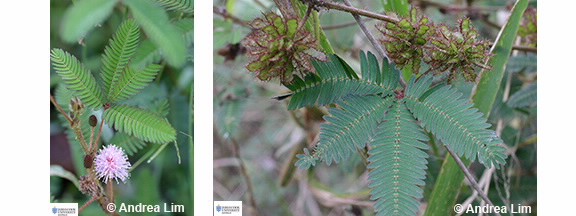 Images of Mimosa pudica