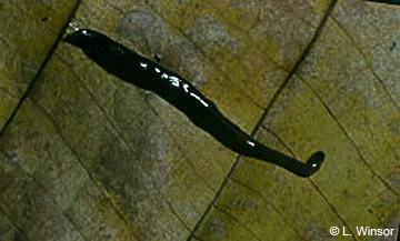 Image of Dolichoplana flatworm
