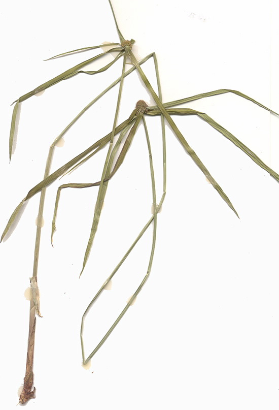 Scan of Cyperus aromaticus