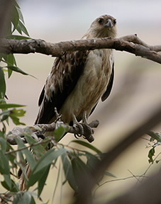 Whistling Kite perched