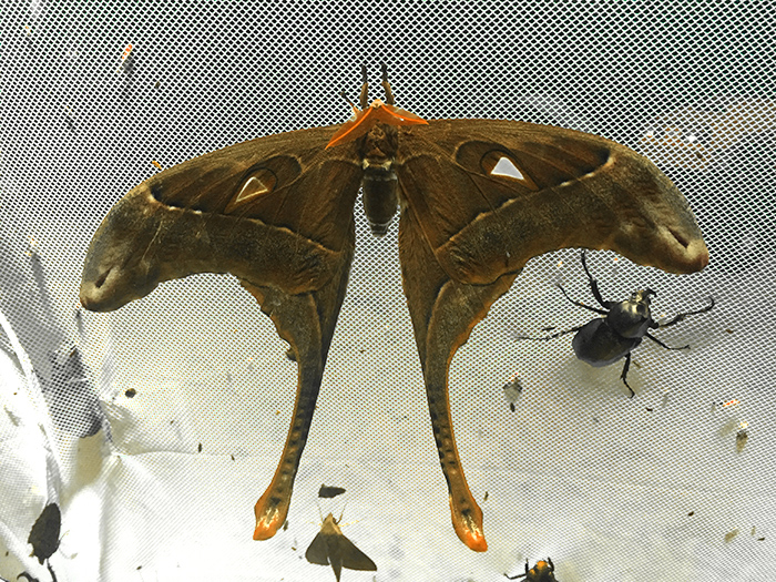 Hercules moth on light sheet