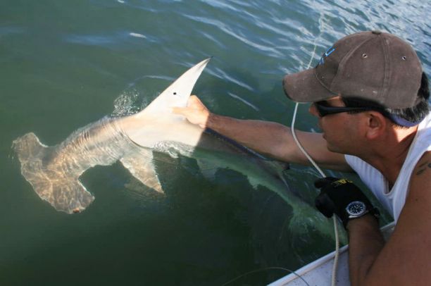Dr Andrew Chin tagging a juvenile great hammerhead shark