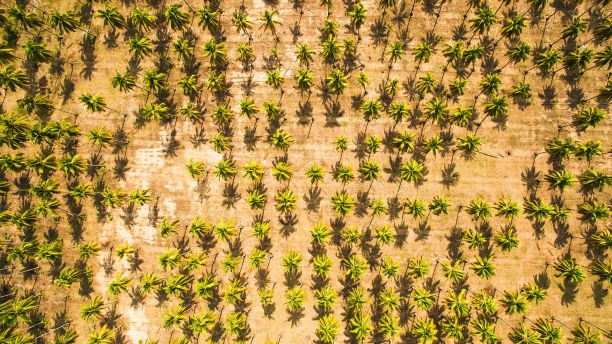 Aerial view of palm tree plantation