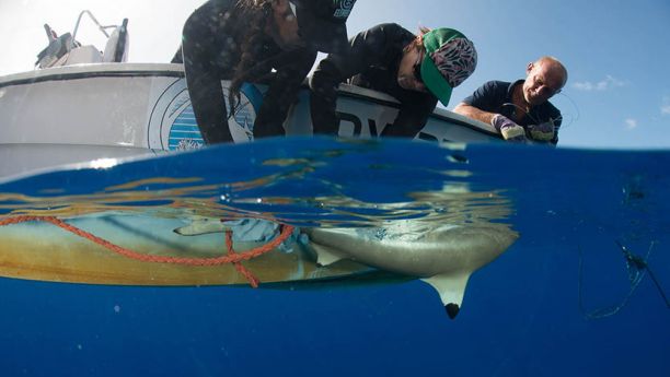 Dr Jodie Rummer and her research team tag sharks in a study